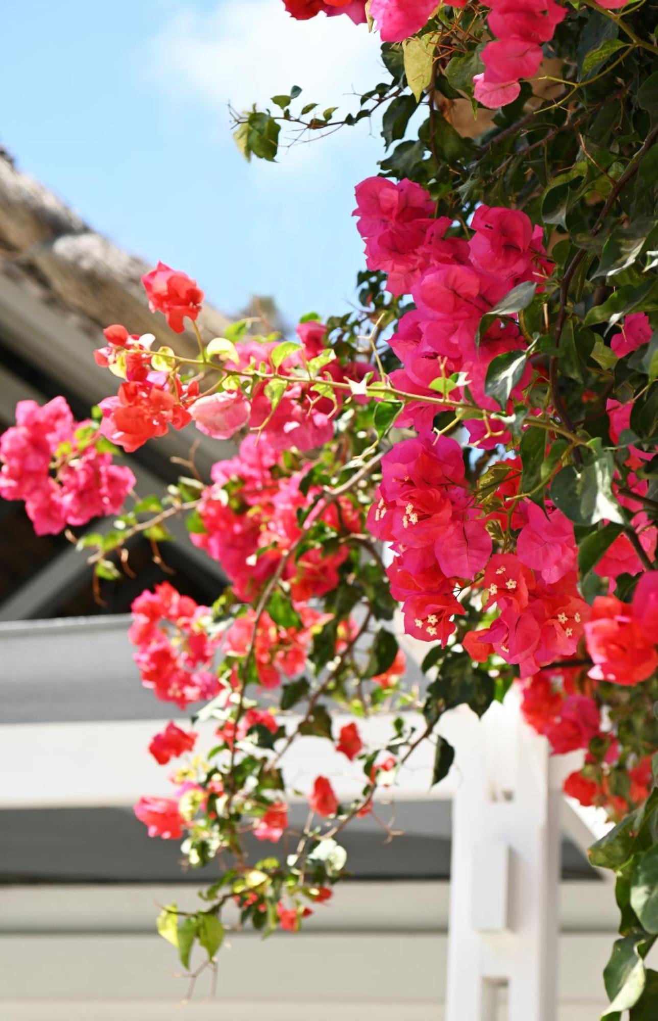 Veranda Palmar Beach Hotel & Spa Belle Mare Εξωτερικό φωτογραφία